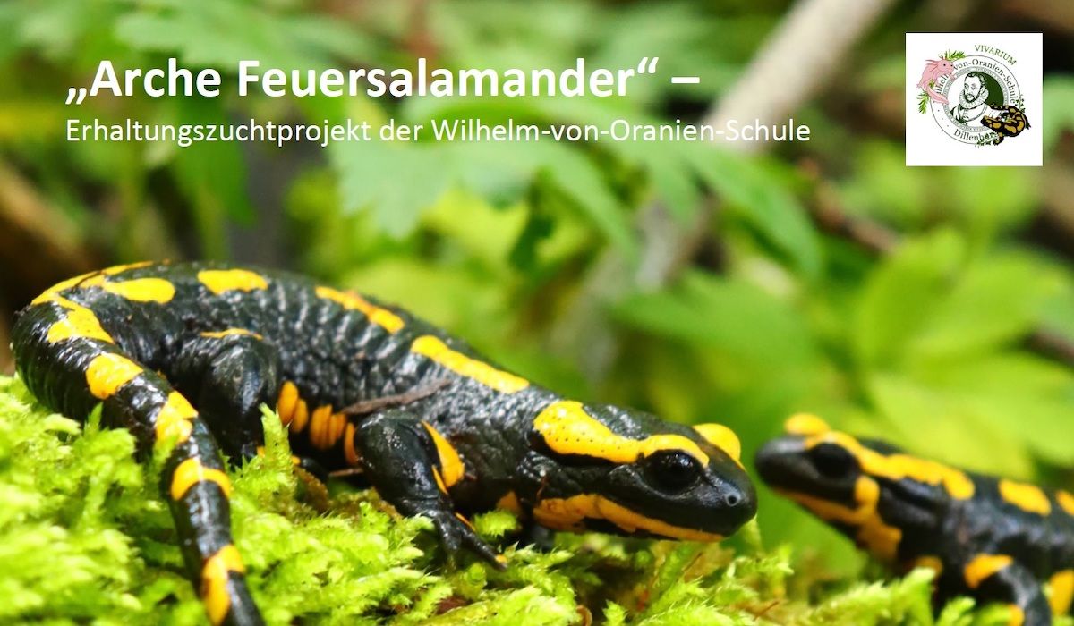 „Arche Feuersalamander“ – Erhaltungszuchtprojekt der WvO