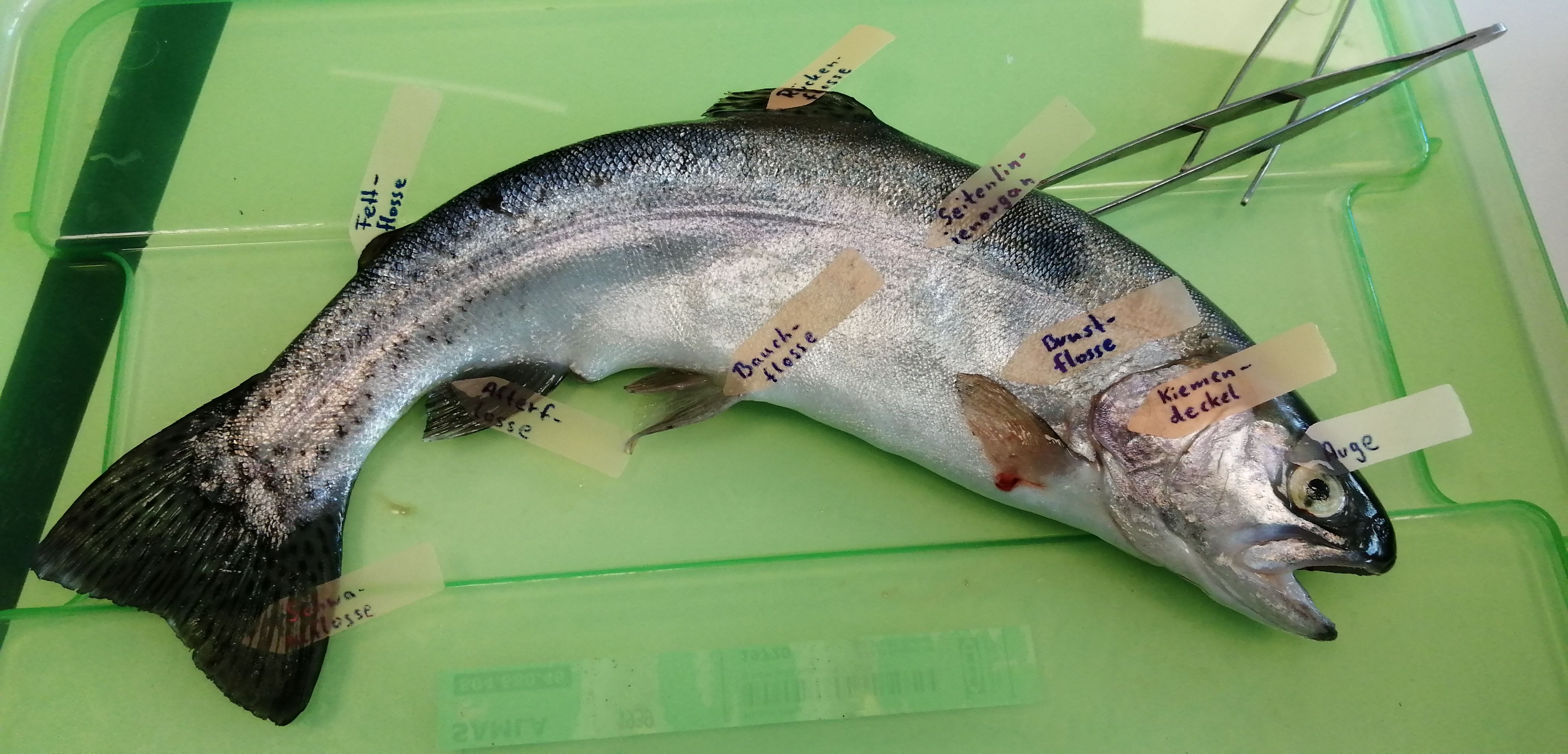 Kleine Zähne, große Schwimmblase und viel Schleim!