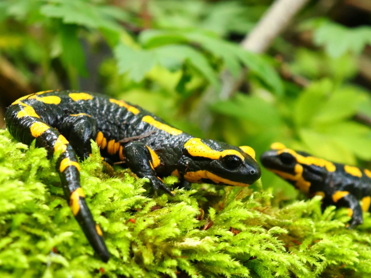 Feuersalamanderprojekt der WvO im Hessischen Fernsehen